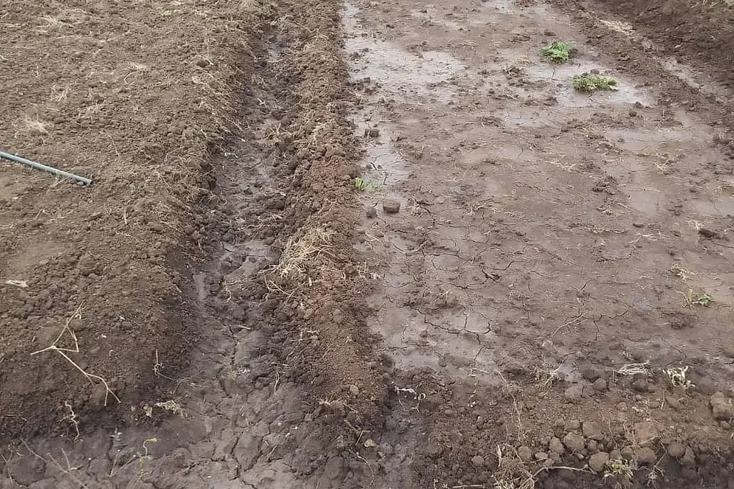 A furrow between two beds holding standing water and wet mud
