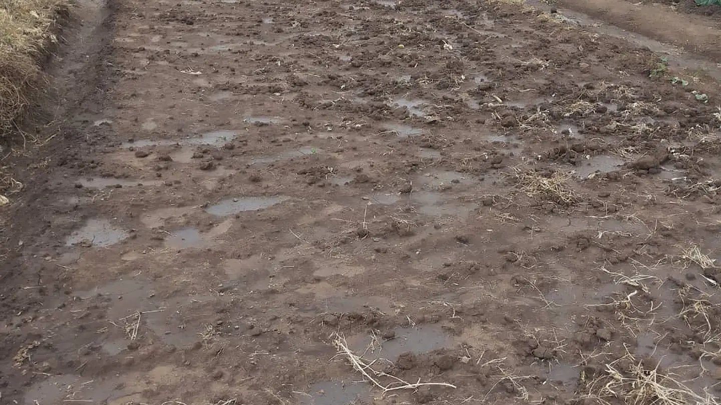 A wide prepared bed holding water, with healthy established cabbage and a homestead behind