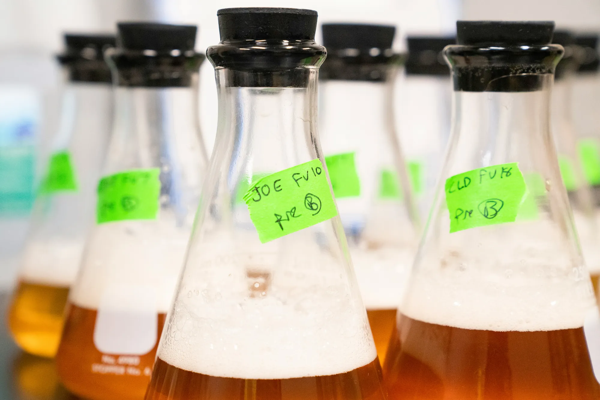Laboratory flasks holding labelled microbial cultures