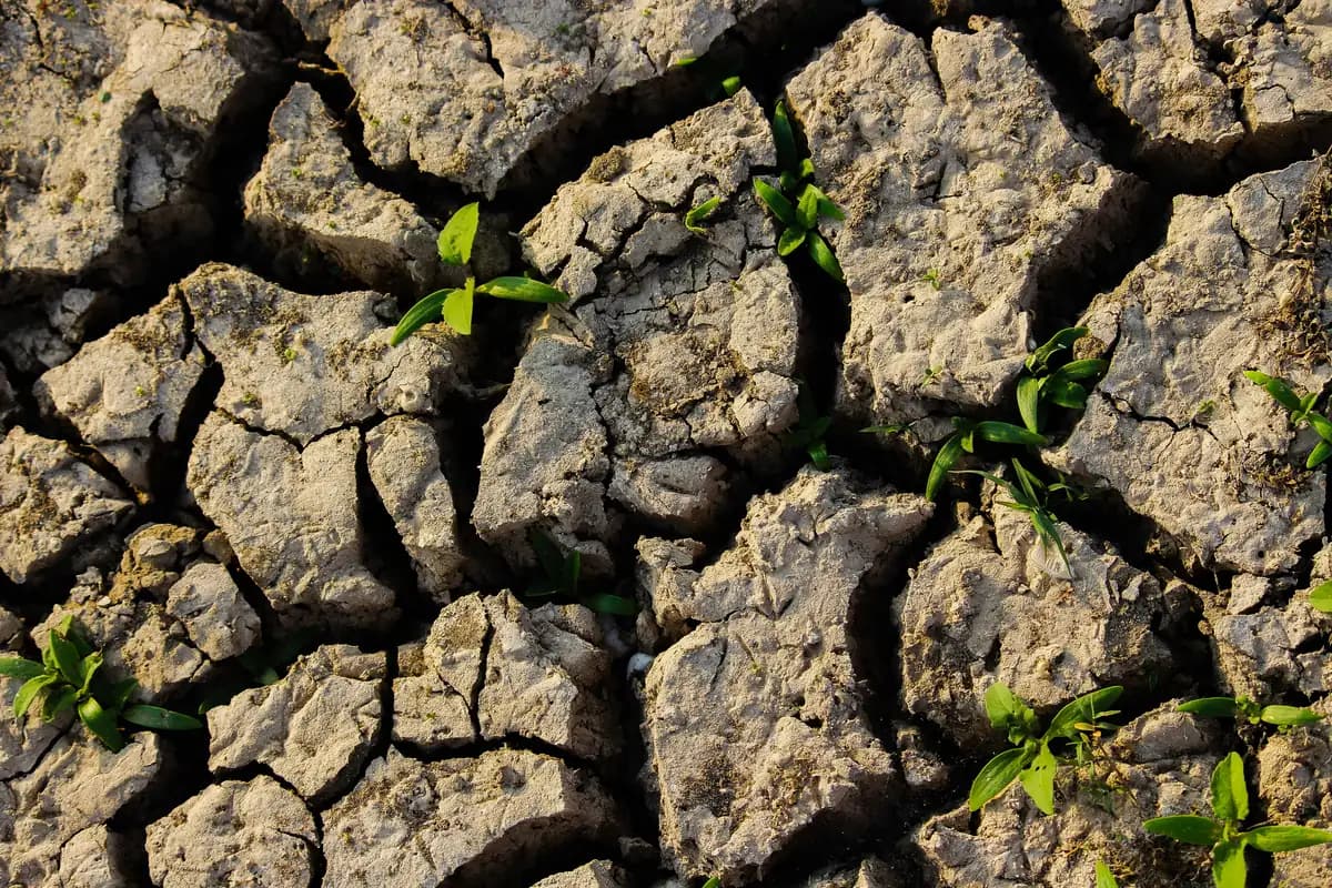Green shoots pushing up through cracked, hardened soil