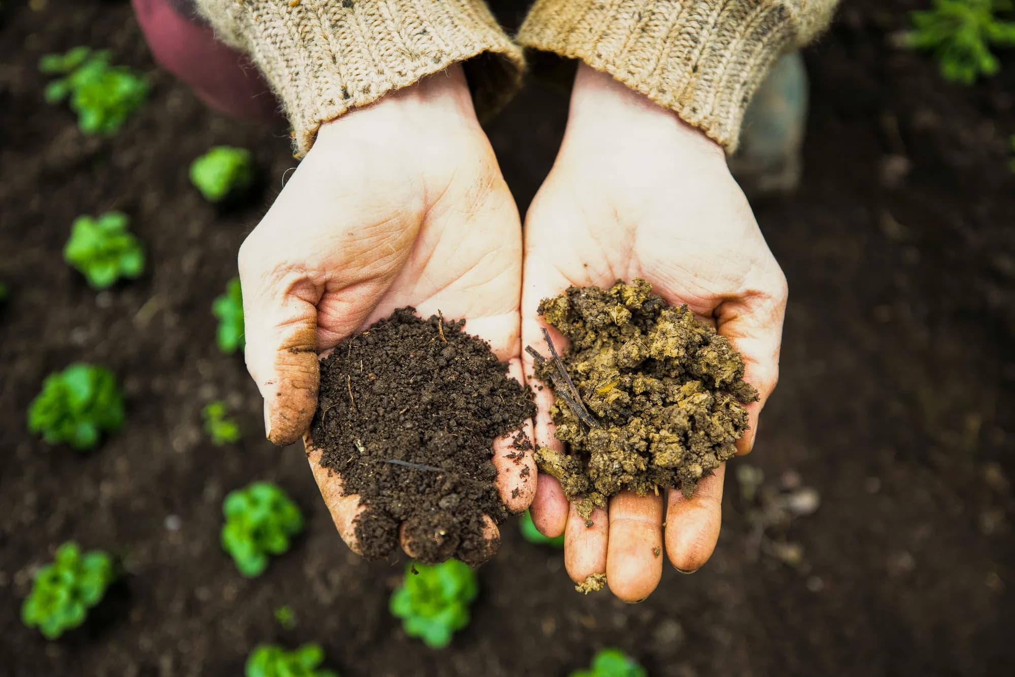 Two hands holding contrasting soil samples side by side