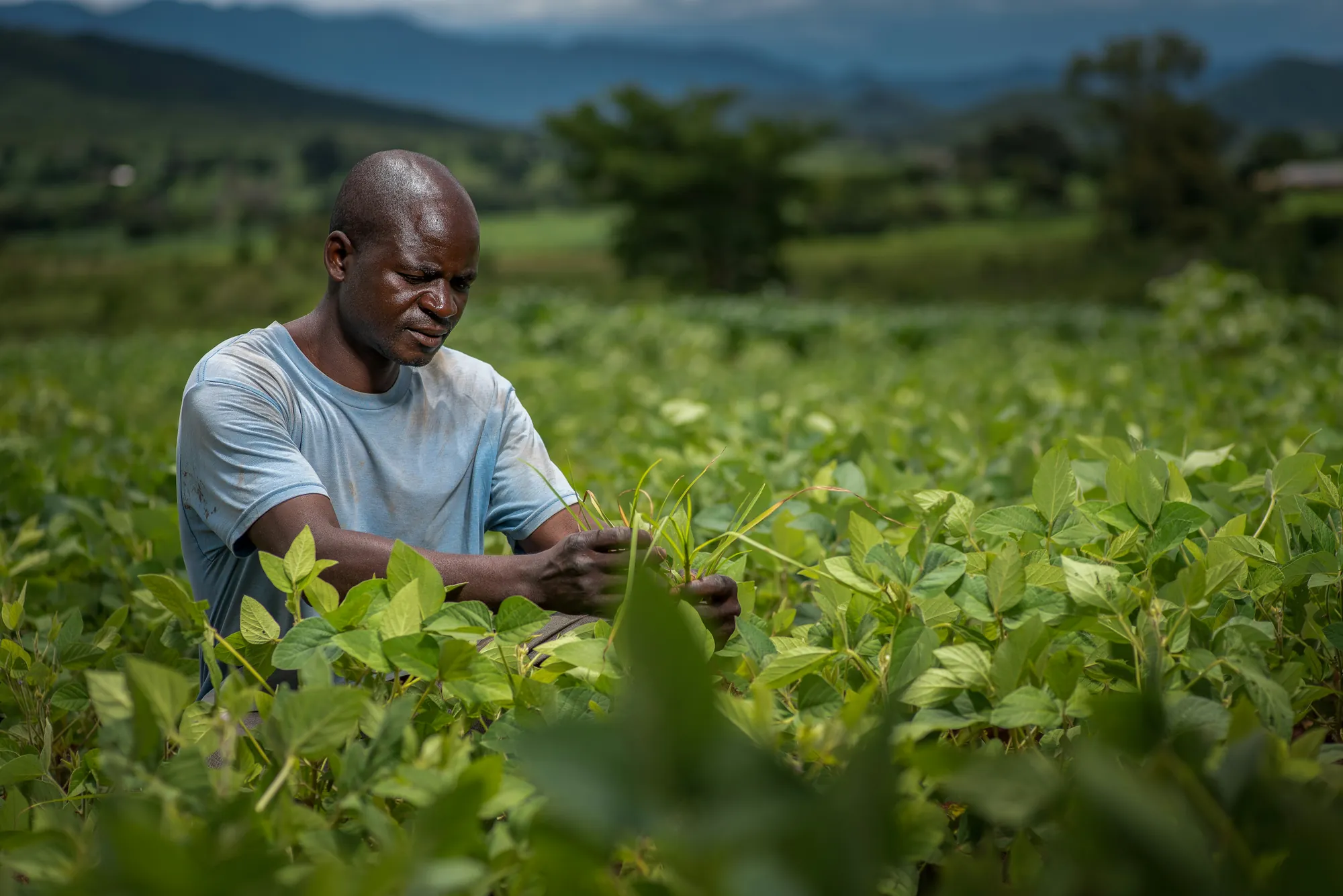 A farmer inspecting healthy crops in a field below the hills