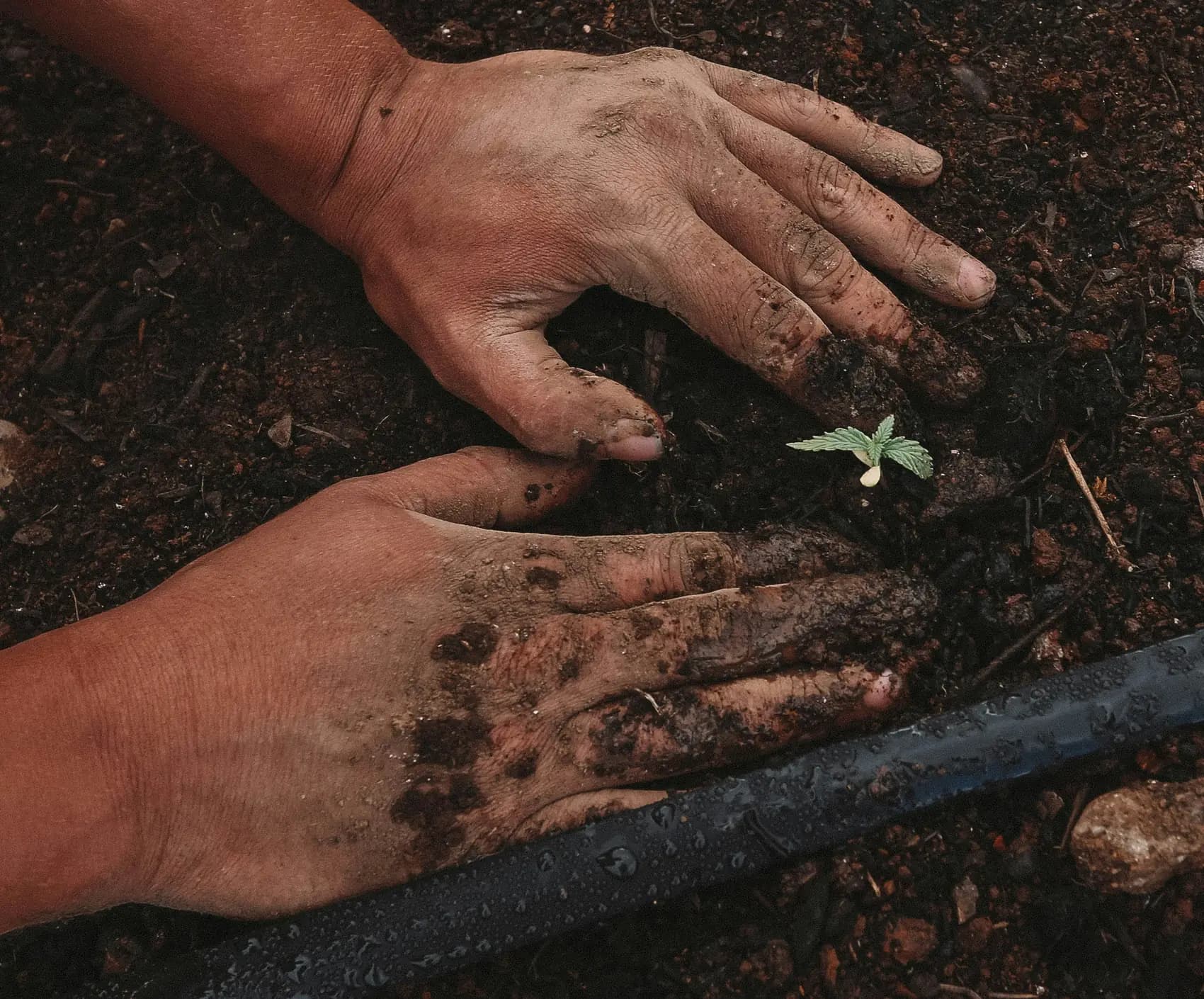 Soil covered hands cupped around a young seedling